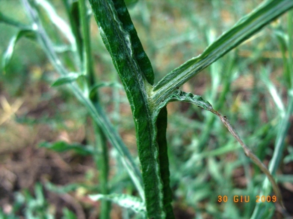 Centaurea soltitialis?